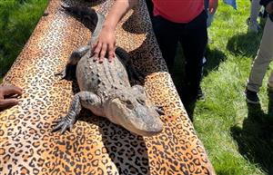 Alligator 